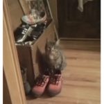 Red Shoes Cat Meme Fanclub