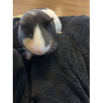 Marble and Cuddles squad