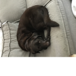 My doggy group max a moo
