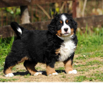 DoggyClubOriginal