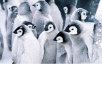 penguin live