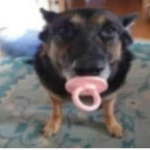 dog.jpg