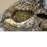 Crocodiles fanclub