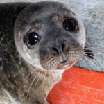 Silly silly seals