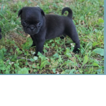 Puppies puppies puppies!