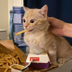 a random untitled group about fries