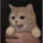 ғᴀʟʟɪɴɢ ʙʟᴏssᴏᴍss