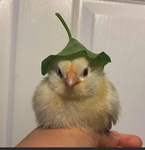 Fluffball's official fan group