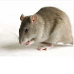 Rat meet up place