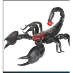 Scorpions are in my blood