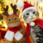 Meowti