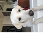 THAT DOGGO THO