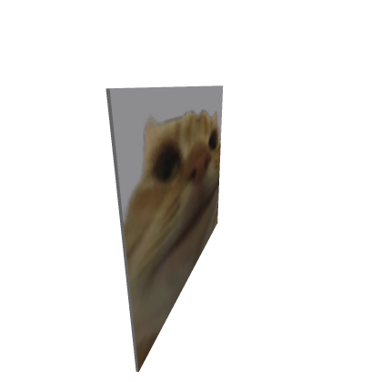 cat meme