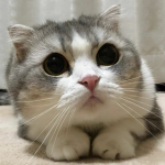 Cat’s Haven