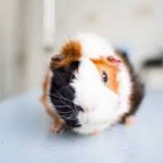 Cavia Gang
