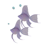 Purple Angelfish