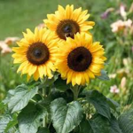 Sunflowers Squad