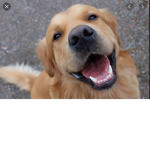 Hunde._.