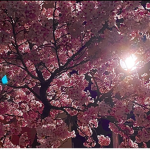 Sakura evening