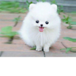 DOGES ONLY!!!!