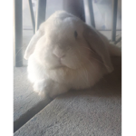Bun bun bun cute bunny
