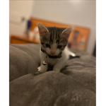 The cat army 12292