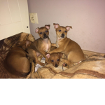 Puppies and dogs for life