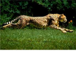 fast cheetah