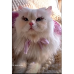 A cat’s world