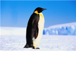 MohawkPenguin's Colony