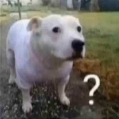 huh dog Roblox decal