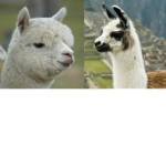 LLAMA'S AND ALPACA'S