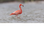 Flamingo Fan Shirts