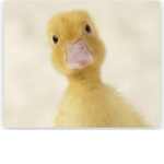 Waddle nation