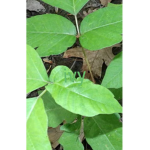 Ivy nature trust killerway fan club