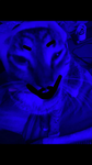 Cat studio 2.0