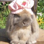  *:･ﾟ✧*:･ﾟ✧