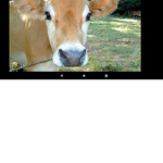 Moo cows the bomb