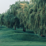 - willows -