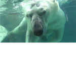 A Tub Full Of Polar Bears