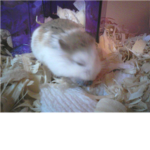 Hamster Owners/Lovers