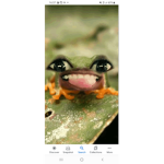 Silly frogss
