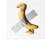 duck banana