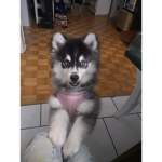 Little Coconut