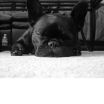 FrenchieeFries