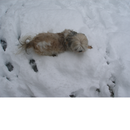 Snow pup