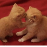 very lovely<3