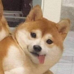 Doggoboi's Clothing