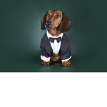 Animal Incorporation