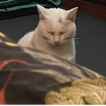 my cat’s cult